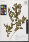 Foto von Salix triandra L.